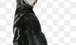 猫吃瓜背影图,揭秘猫吃瓜背影图背后的故事