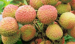 小荔枝吃瓜,小荔枝的夏日吃瓜日记