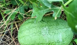 国庆吃的瓜,品味丰收喜悦