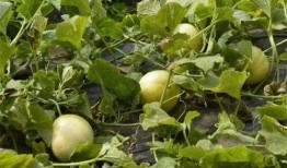 有吃瓜的没有吃瓜的,不同视角下的社会现象解析