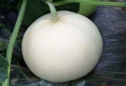 例假期可以吃梨瓜,梨瓜助力女性健康调养”