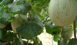 二胖吃哈密瓜,甜蜜滋味与健康生活的完美邂逅