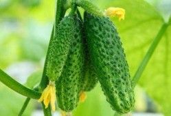 春季吃瓜的好处,吃瓜解燥，健康生活新选择