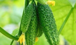 春季吃瓜的好处,吃瓜解燥，健康生活新选择