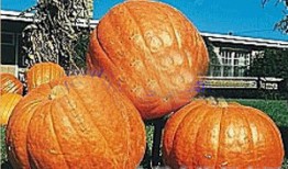 唐氏吃瓜,揭秘豪门恩怨与家族秘辛