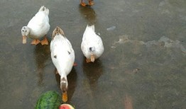 小娱吃瓜鸭,揭秘娱乐圈那些不为人知的幕后故事