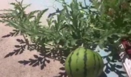 大学操场吃瓜事件,一场校园舆论的风波与反思