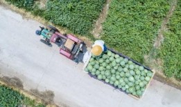 吃瓜盟主河南,吃瓜盟主带你领略中原美食风情