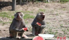 动物都会吃瓜,揭秘各种动物对瓜果的偏爱