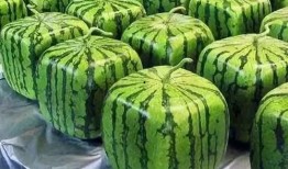 吃瓜多种视频,揭秘热门视频背后的故事