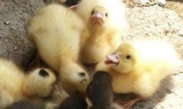 小娱吃瓜鸭,揭秘娱乐圈那些不为人知的幕后故事