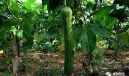 鱼儿吃瓜,鱼儿戏水吃瓜趣事