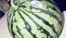 缅甸网红吃瓜,揭秘网红圈幕后故事