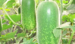 吃瓜811,一场网络热议背后的真相