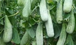 瓜吃的最麻,揭秘最麻瓜果的极致体验