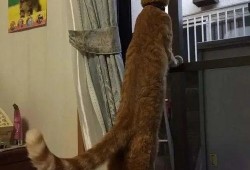 猫猫吃瓜瞬间
