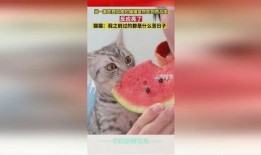水果猫吃瓜,水果猫的夏日瓜果盛宴