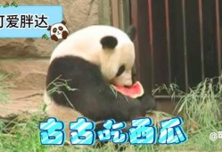 吃瓜熊猫,揭秘娱乐圈的“瓜田”趣事