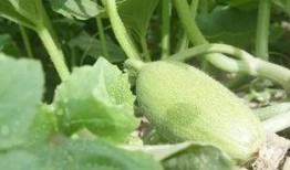 新疆最新吃瓜视频,揭秘当地特色美食与风土人情