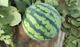 瓤可以吃的瓜,探寻可食瓜果的奇妙之旅