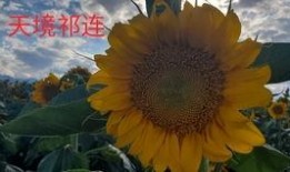 大漠吃瓜地址,探寻神秘瓜果的奇幻之旅