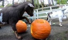 羊吃瓜竹马,羊儿与竹马的童年回忆