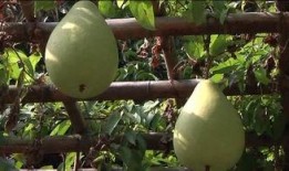 车厂吃瓜,一场关于“吃瓜”的狂欢盛宴