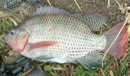 带你吃瓜罗非鱼图片高清,带你领略罗非鱼的风采