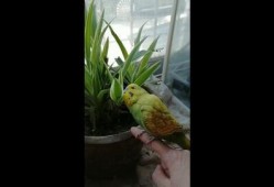 黄小鸡吃瓜,黄小鸡的瓜田奇遇记