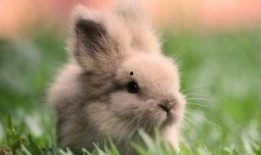 兔子吃瓜颜文字,萌态尽显