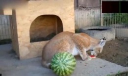 动物都会吃瓜,揭秘各种动物对瓜果的偏爱