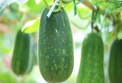 不能错过吃瓜,那些不能错过的美味瓜果盛宴