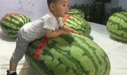 巨鹿吃瓜事件,一场网络狂欢背后的真相与反思