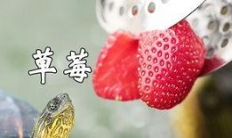 吃瓜的小乌龟,趣味横生的夏日时光