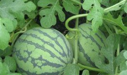 葵瓜孕妇可以吃吗,孕妇饮食中的营养佳品