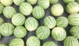 吃瓜爆料真实吗