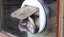 猫吃瓜背影图,揭秘猫吃瓜背影图背后的故事