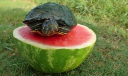 吃瓜的小乌龟,趣味横生的夏日时光