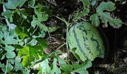 去地里偷瓜吃,一场与自然的甜蜜邂逅