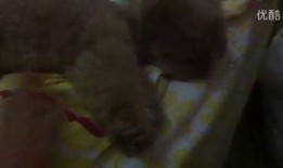 下雨后吃瓜视频,一场别开生面的吃瓜盛宴