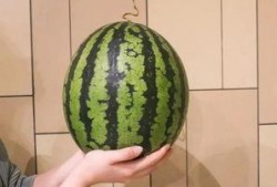 杭州小伙吃瓜,吃瓜瞬间成网红