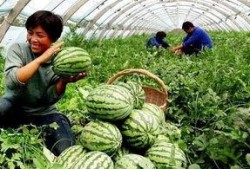 寿县老王吃瓜事件,一场引发社会热议的“瓜农维权”风波