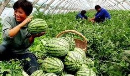 寿县老王吃瓜事件,一场引发社会热议的“瓜农维权”风波